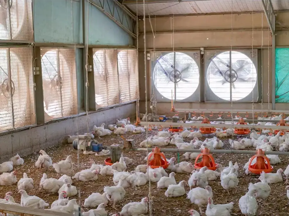 Steel Structure Poultry House